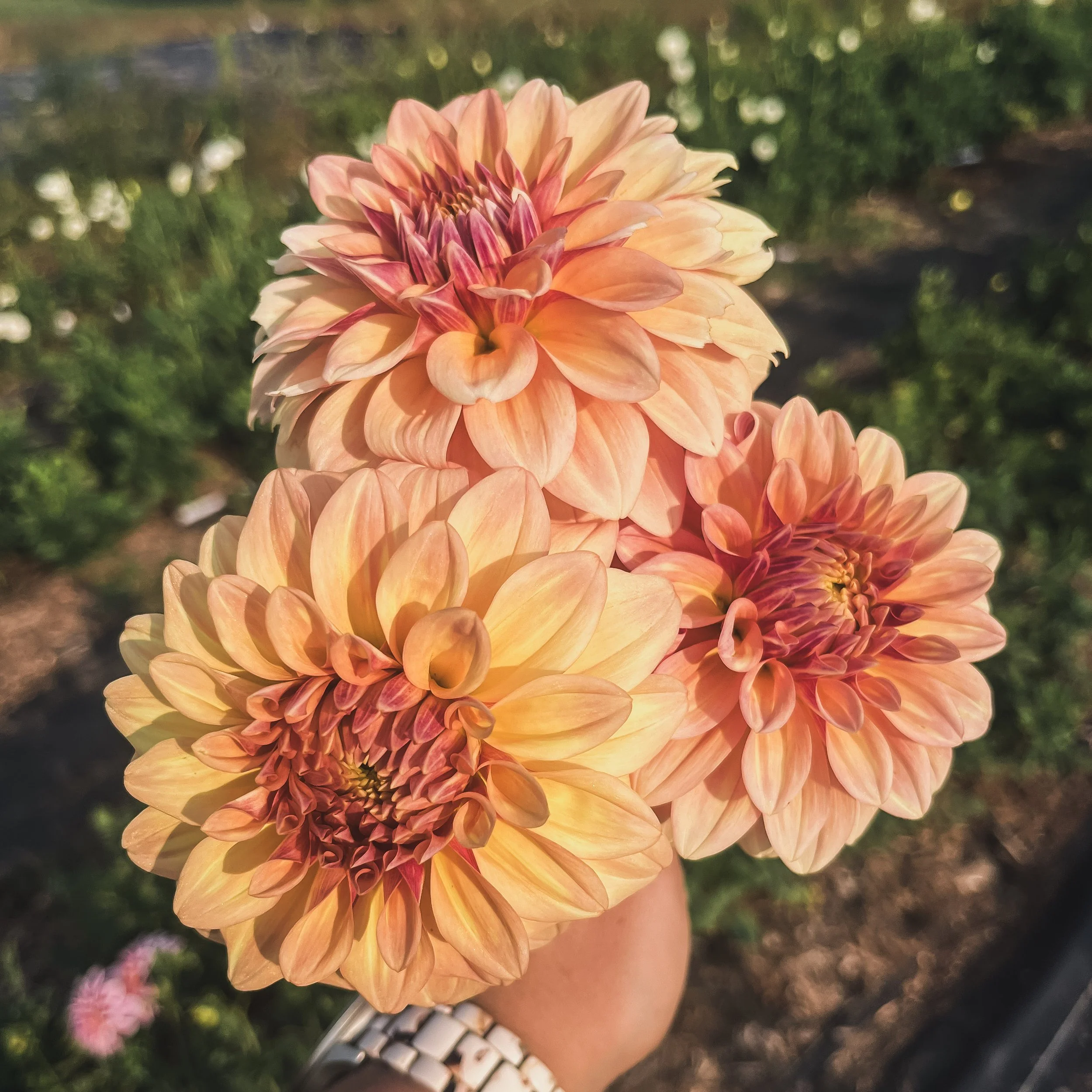 Shop — Stone Bank Flower Co